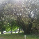  Holm Oak beside Ginkgo near Entrance