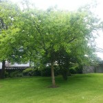 English Oak - June - Left side