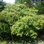 Maple beside Photinia - June - Right Front