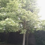 Variegated-Sycamore-6643-June-Back